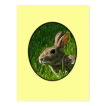 summer bunny post card