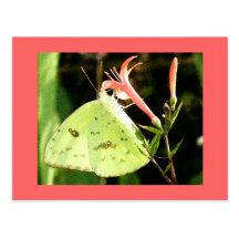 Summer Butterfly Post Cards