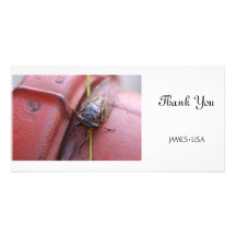 Summer Cicada Picture Card