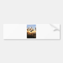 Summer coastal plants cotton tails bumper stickers
