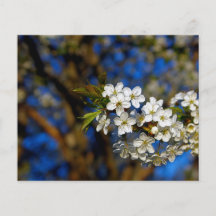 Summer Flower Custom Flyer