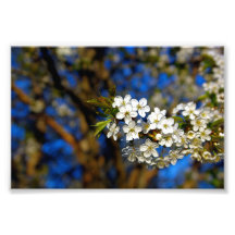 Summer Flower Photo