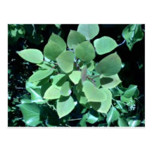 Summer Foliage Postcards