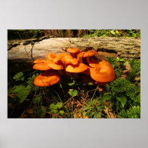 Summer Fungus Posters