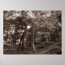 Summer in the Wood - Warm Toned Posters