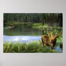 Summer reflections, Moose Posters