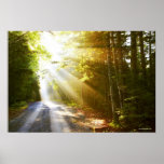 Sun Beams Through Forest in Acadia National Park Print
