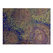 Sun Flowers Postcards