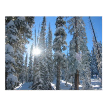 Sun through Trees in Winter Post Cards