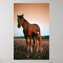 Sundown Posters