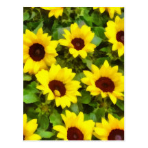 Sunflower 2012 Calendar Postcard