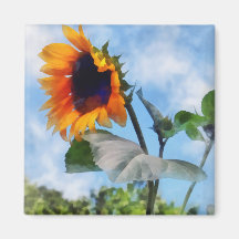 Sunflower Against the Sky Refrigerator Magnet