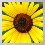 Sunflower Burst Poster