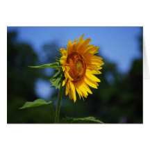 Sunflower Card