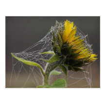Sunflower Decorated By A Spiderweb Postcard
