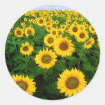 Sunflower Field Yellow Flowers Round Stickers