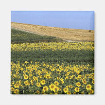 Sunflower fields, Tuscany, Italy Magnet