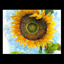 Sunflower Flora Painting - Multi postcards