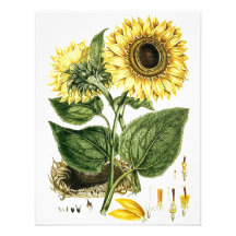 SUNFLOWER FLOWERS BOTANICAL Party Invitations
