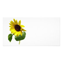 Sunflower Gazing Down Customized Photo Card