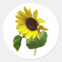 Sunflower Gazing Down Round Stickers