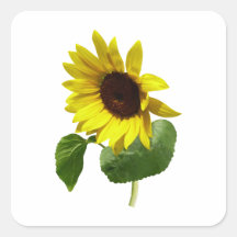 Sunflower Gazing Down Stickers