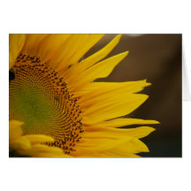 sunflower greeting card