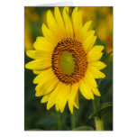 Sunflower Greeting Cards