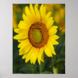 Sunflower in the early morning posters