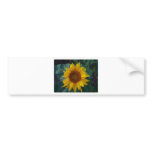 Sunflower in the Spring bumper stickers