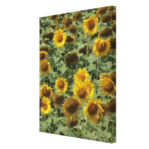 Sunflower Leinwand Drucke