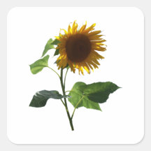 Sunflower Looking Down Sticker