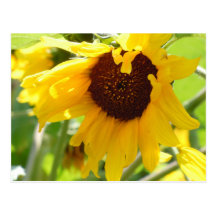 Sunflower Love Post Card