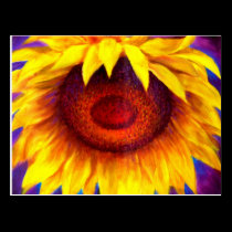 Sunflower Painting Art - Multi postcards