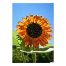 Sunflower Photo Art