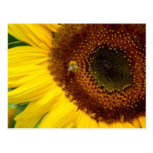 Sunflower Postcard