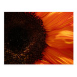 Sunflower Postcards