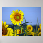 Sunflower Poster
