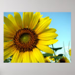 Sunflower series posters