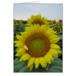 Sunflower Summer Series Greeting Card