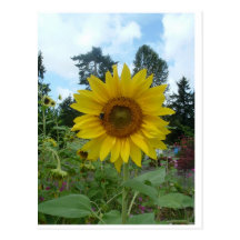 Sunflower w/bee  Postcard
