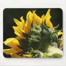 Sunflowers Petals Mouse Pad