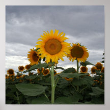 sunflowers posters