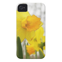 Sunlit Daffodils iPhone 4 Case-Mate Cases