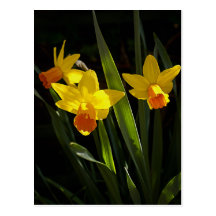Sunlit Daffodils postcard