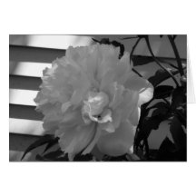 Sunlit Peony Card