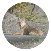 Sunning Coyote Party Plate