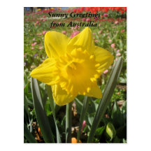 Sunny Greetings from Australia Postcard