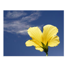 Sunny Hibiscus ~ postcard