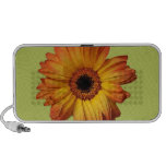 Sunny Orange gerbera flower bloom